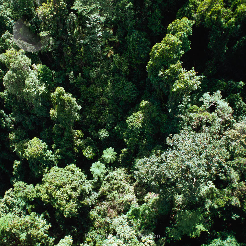 Aerial view: Tropical Rain Forest, Queensland, Australia