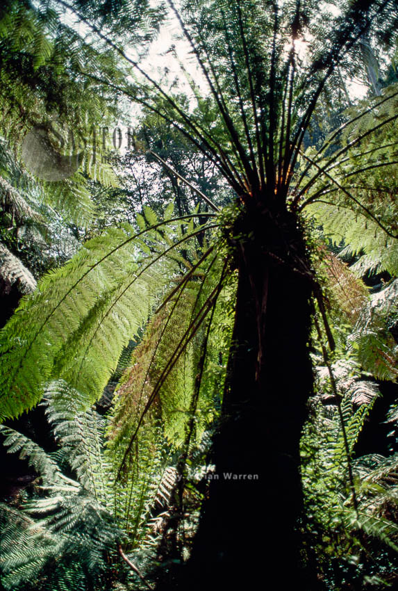 Australian Tree Fern (Dicksonia antarctica), Victoria, Australia