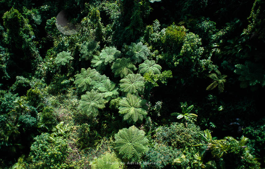 Tropical Rainforest showing Cooper's tree fern, Queensland, Australia