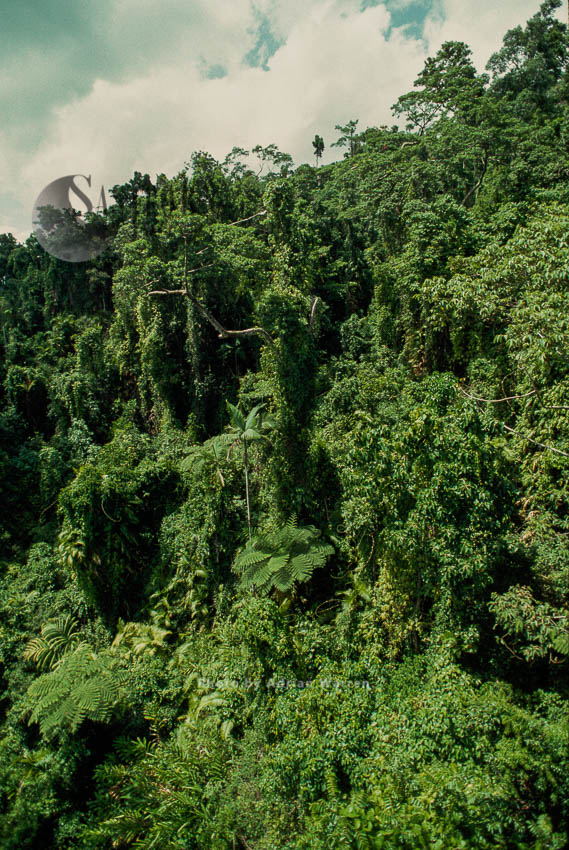 Aerial view: Tropical Rain Forest, Queensland, Australia