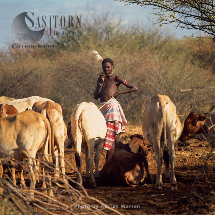 POKOT people, male with cattle, Northern Kenya, 1990, Africa