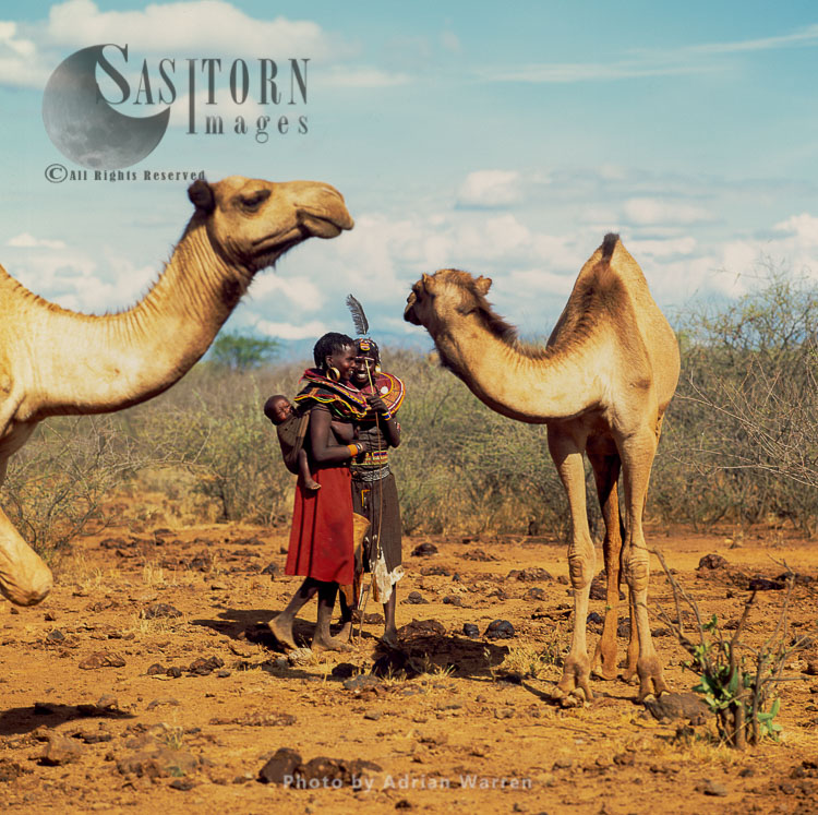 Pokot people (Pökoot), Camels are kept for production of milk, some meat and transportation, Northern Kenya. 1990