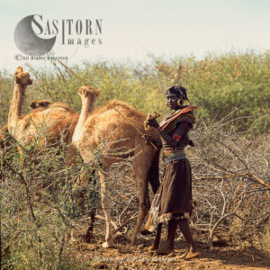 Pokot people (Pökoot), Camels are kept for production of milk, some meat and transportation, Northern Kenya. 1990
