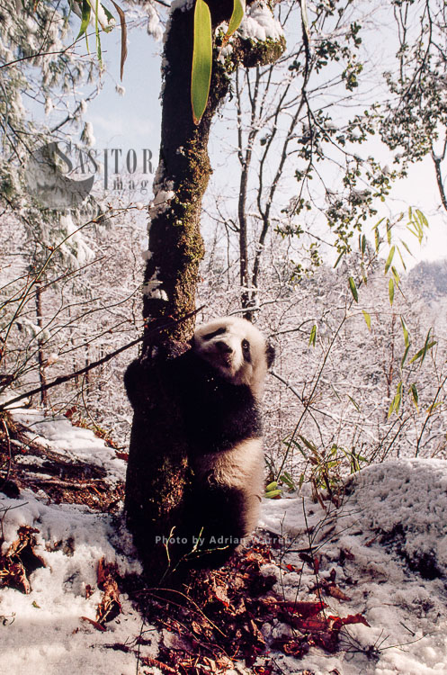 Giant Panda juvenile  in snow, Qinling Mts., Shaanxi, China, 1993