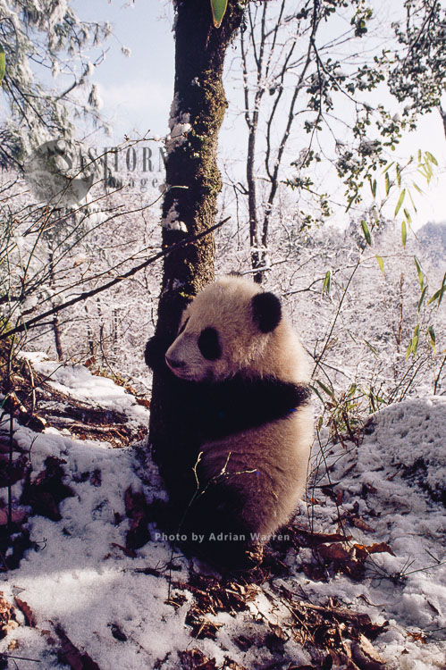 Giant Panda juvenile  in snow, Qinling Mts., Shaanxi, China, 1993