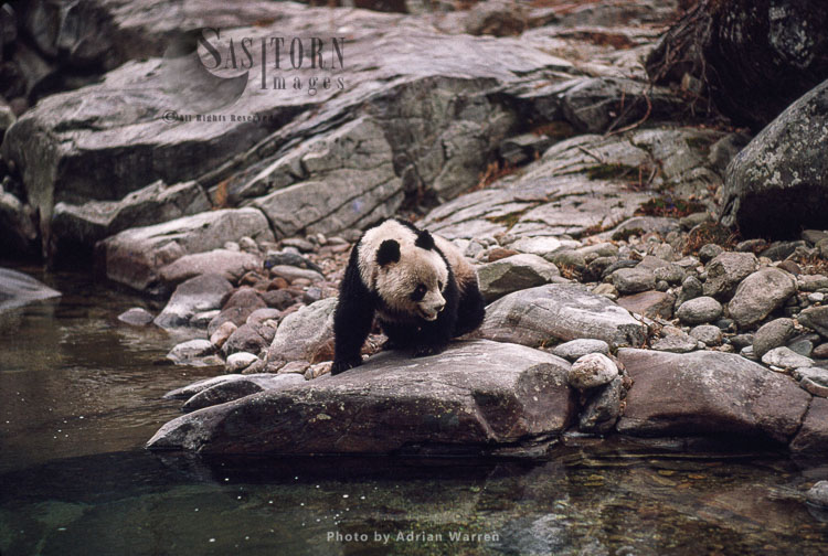 Giant Panda juvenile Qinling Mts., Shaanxi, China, 1993