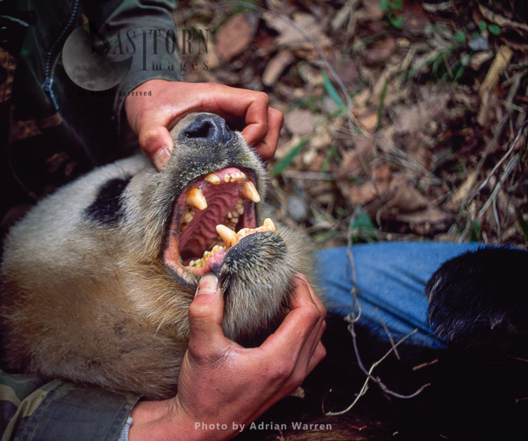 Giant Panda, mouth open, Research, Qinling Mts. China, Shaanxi, China, 1993
