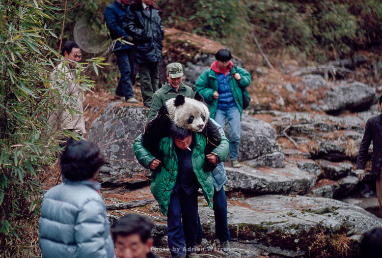 Giant Panda, Research, Qinling Mts. China, Shaanxi, China, 1993