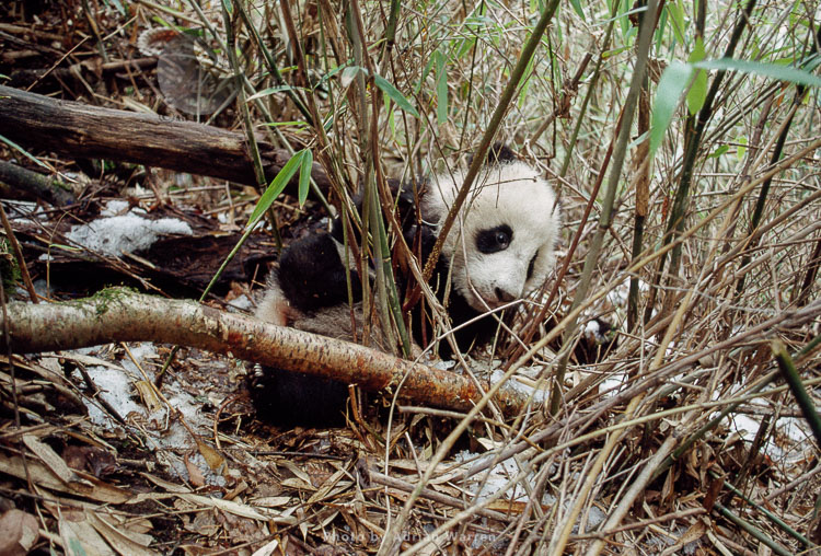 Giant Panda juvenile, Qinling Mts. China, Shaanxi, China, 1993