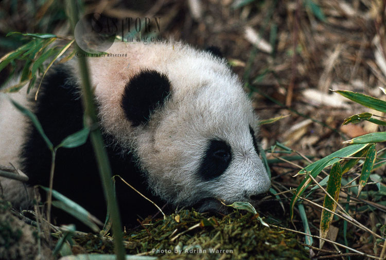 Giant Panda juvenile, Qinling Mts. China, Shaanxi, China, 1993