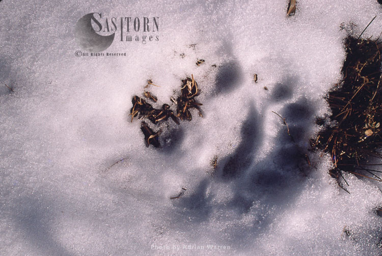 Giant Panda footprint in snow, Qinling Mts., Shaanxi, China, 1993