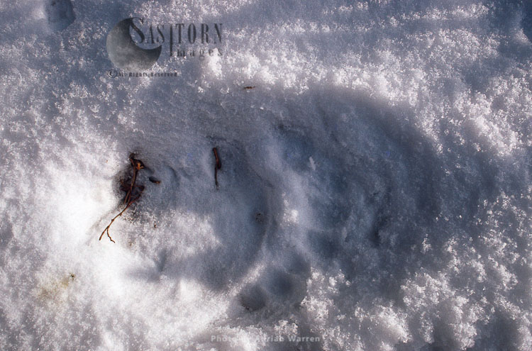 Giant Panda footprint in snow, Qinling Mts., Shaanxi, China, 1993