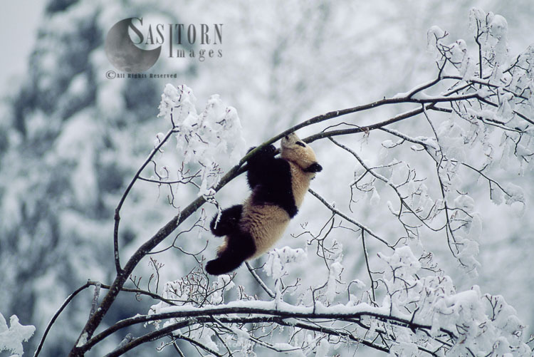 Giant Panda juvenile on tree in snow, Qinling Mts., Shaanxi, China, 1993