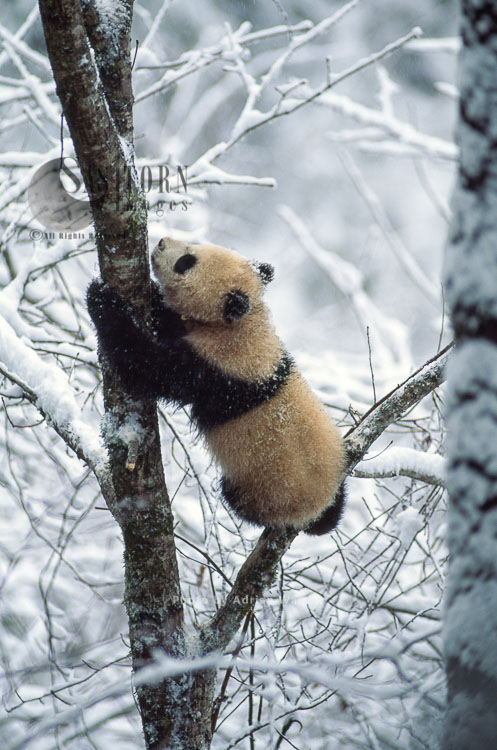 Giant Panda juvenile on tree in snow, Qinling Mts., Shaanxi, China, 1993