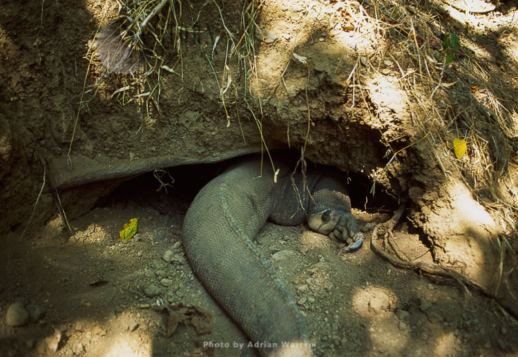 Komodo Dragon (Varanus komodoensis) in burrow, Komodo Island, Indonesia