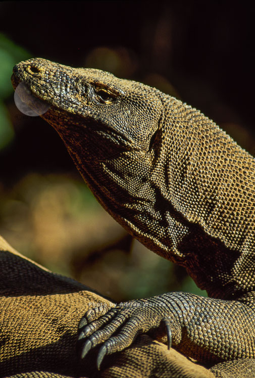 Komodo Dragon (Varanus komodoensis), Komodo Island, Indonesia