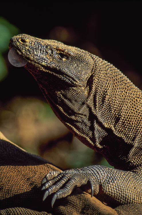 Komodo Dragon (Varanus komodoensis), Komodo Island, Indonesia