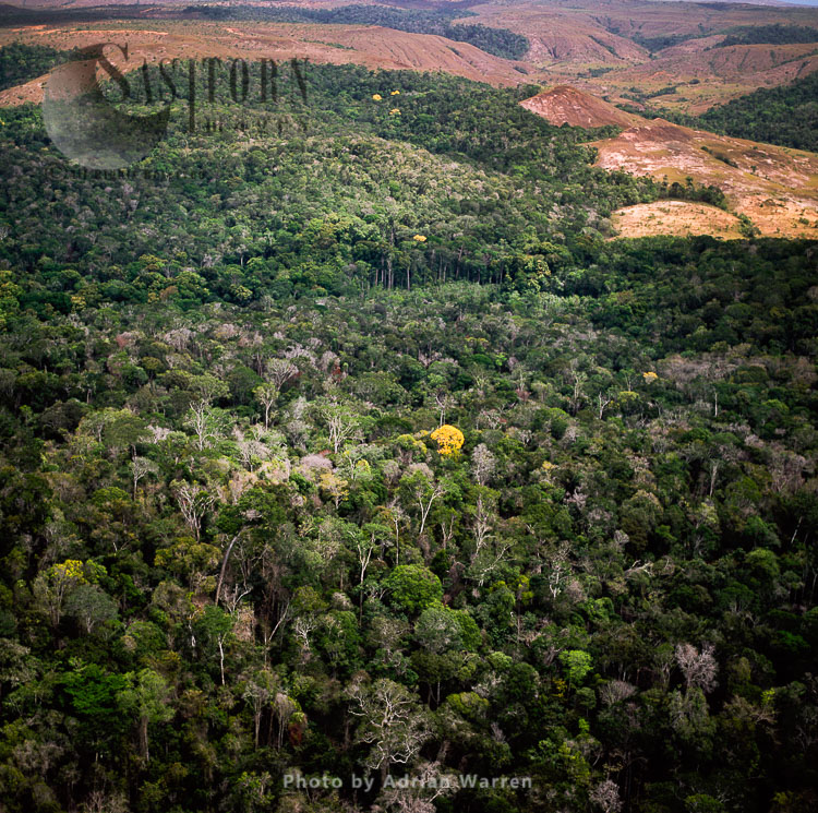 Rainforest near Orinduik, a diamond-mining community, Guyana