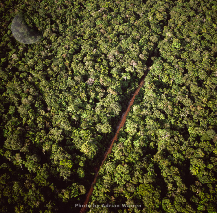 Lethem Road Through Forest, Amazon rainforest, Guyana, South America