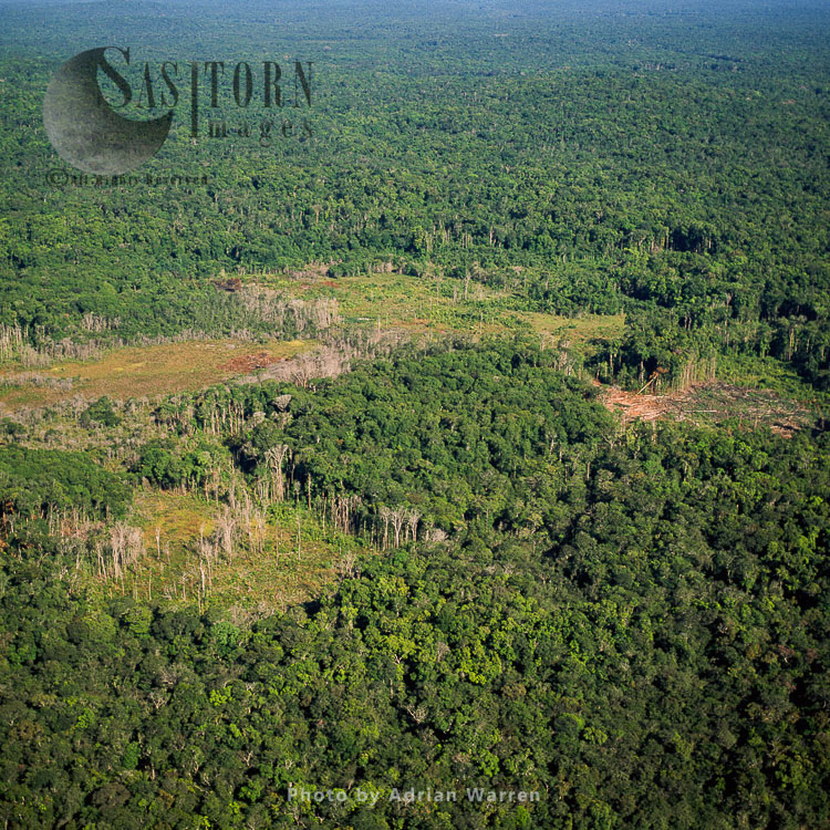 Tree Clearing, Near Mazaruni River Upstream From Kamarang, Guyana