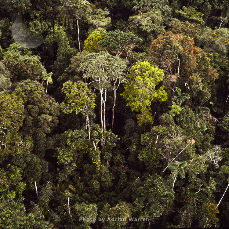 Rainforest, Suriname, South America