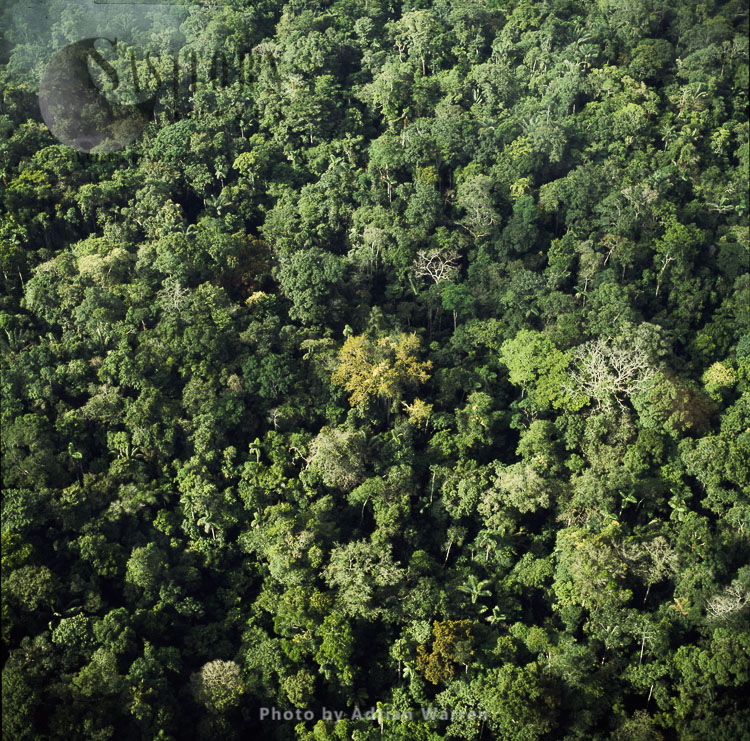 Ecuador Rainforest - part of the Amazon basin, Cononaco area, South America