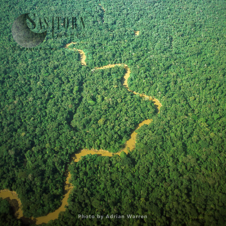Ecuador Rainforest and River Cononaco - part of the Amazon basin, Cononaco area, South America