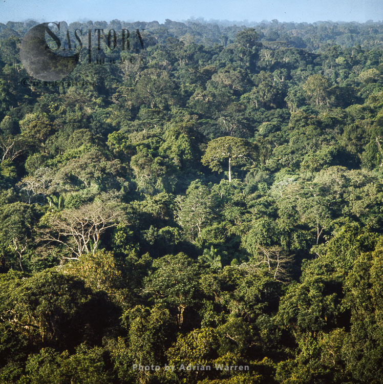 Rainforest, Suriname, South America