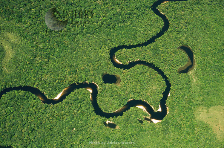 Aerial view of Rain Forest with Caroni River and Ox-Bows, Venezuela