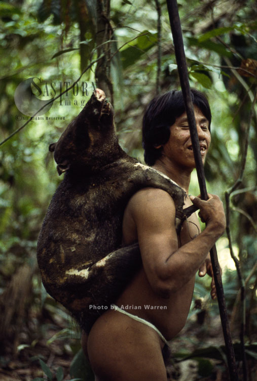 Waorani Indians : with a Piccary after a sucessful hunting, rio Cononaco, Ecuador, 1983