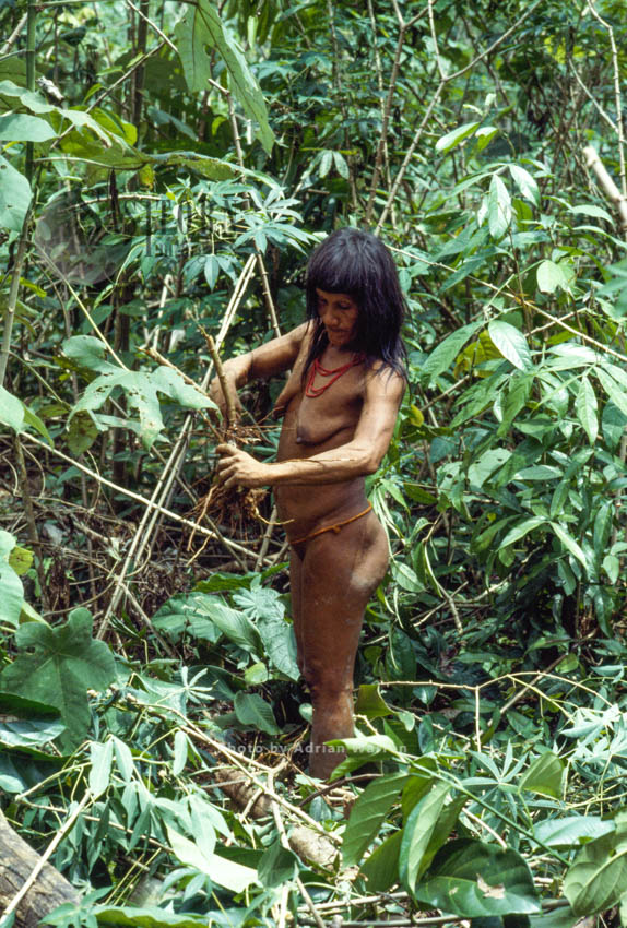 Waorani Indians, women gathering food and firewood,, Rio Cononaco, Ecuador, 1983