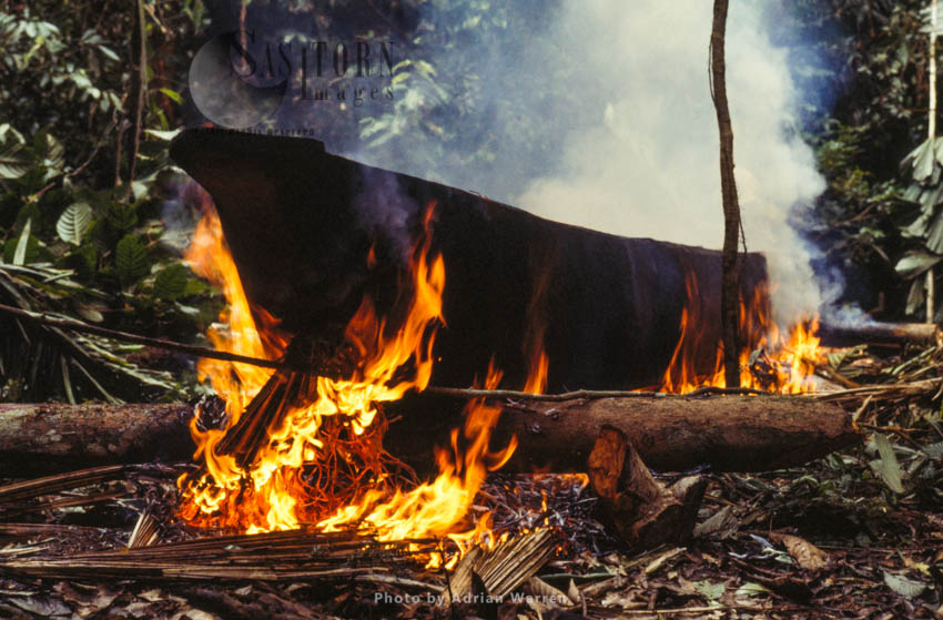 Waorani Indians : dug-out Canoe making, Rio Cononaco, Ecuador, 1983