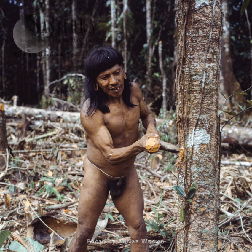 Waorani Indians : Caempaede using Stone Axe, Rio Cononaco, Ecuador, 1983