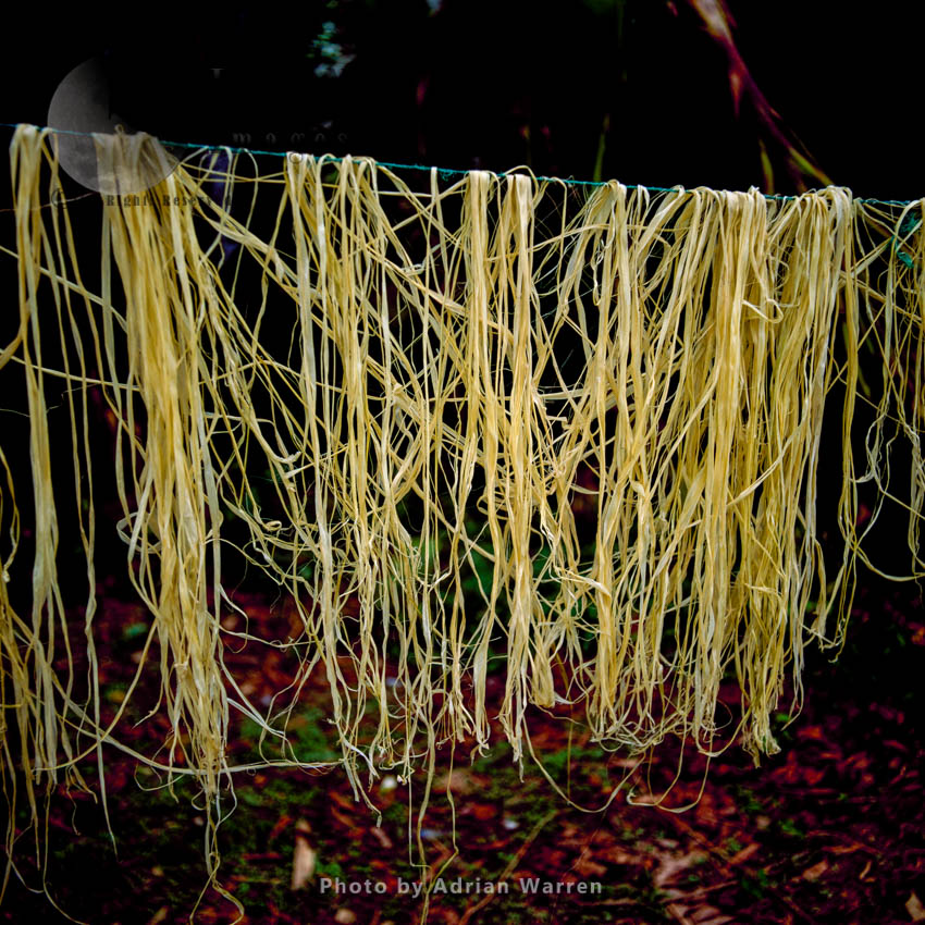 Waorani Indian drying Chambira fibers: Rio Cononaco, Ecuador, 2002