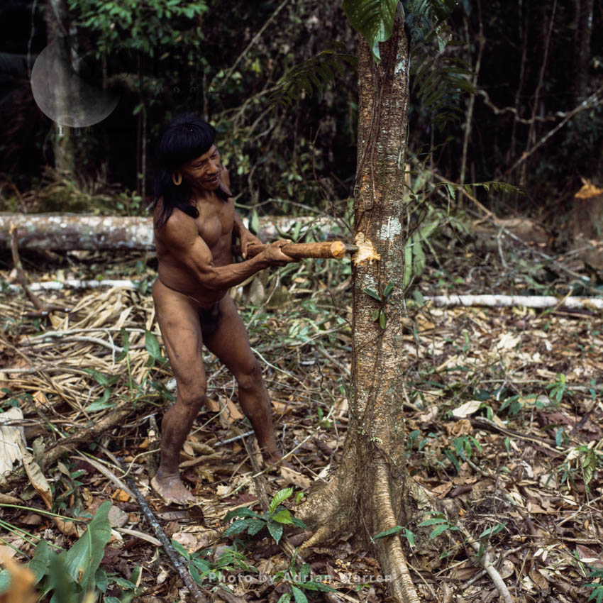 Waorani Indians : Caempaede cutting tree with Stone Axe, Rio Cononaco, Ecuador, 1983