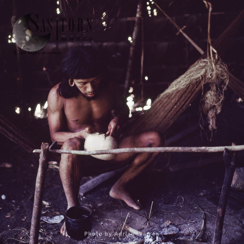 Waorani Indians: Spreading poison curare onto darts, , Rio Cononaco, Ecuador, 1983
