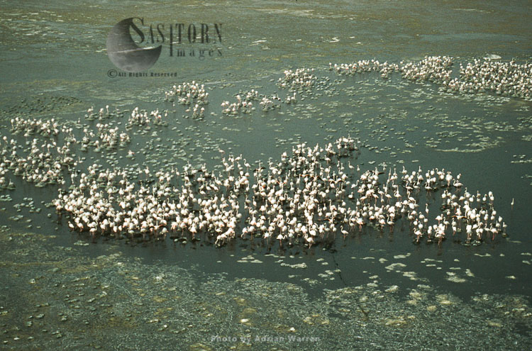 Lesser Flamingo (Phoeniconaias minor) Nesting Colony, Lake Natron, African Rift valley, Tanzania