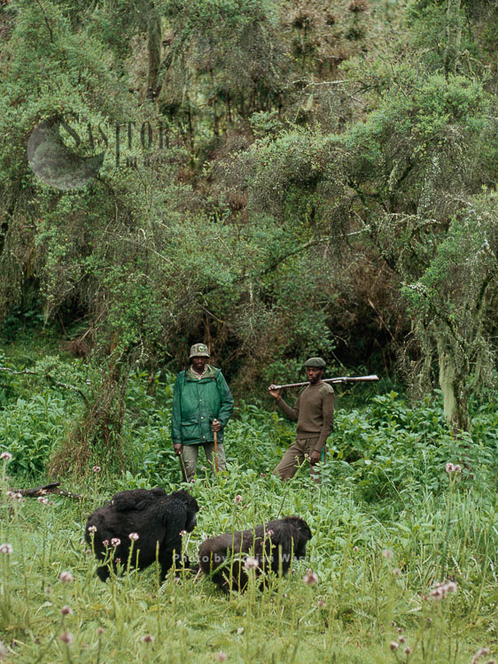 Mountain Gorilla (Gorilla g. beringei), group with Anti-Poaching Rangers,, Virunga Volcanoes, Rwanda