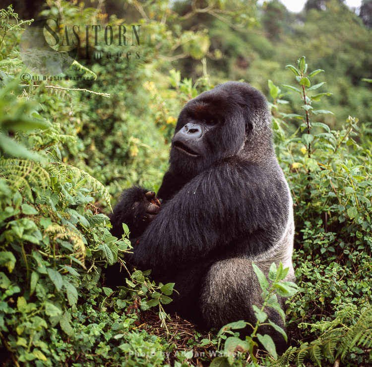 Mountain Gorilla (Gorilla g. beringei) - Silverback male, Virunga Volcanoes, Rwanda‘