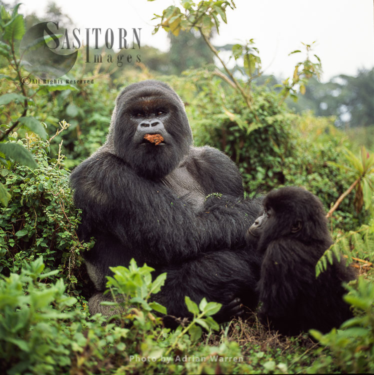 Silverback and a young Mountain Gorillas (Gorilla g. beringei), Virunga Volcanoes, Rwanda