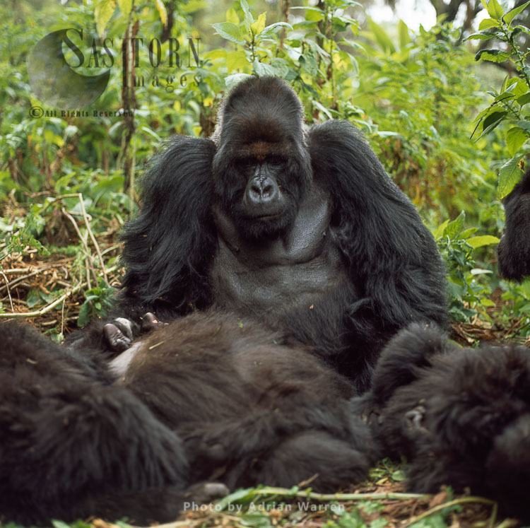 Mountain Gorillas group resting, (Gorilla g. beringei), Virunga Volcanoes, Rwanda