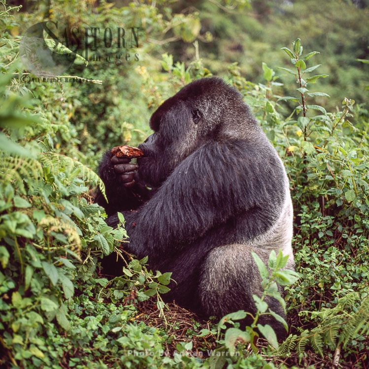 Mountain Gorilla (Gorilla g. beringei) - Silverback male, Virunga Volcanoes, Rwanda‘