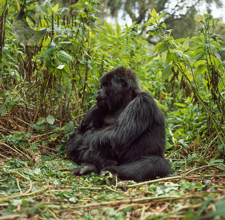 Ape: Mountain Gorilla (Gorilla g. beringei) - Blackback male, Virunga Volcanoes