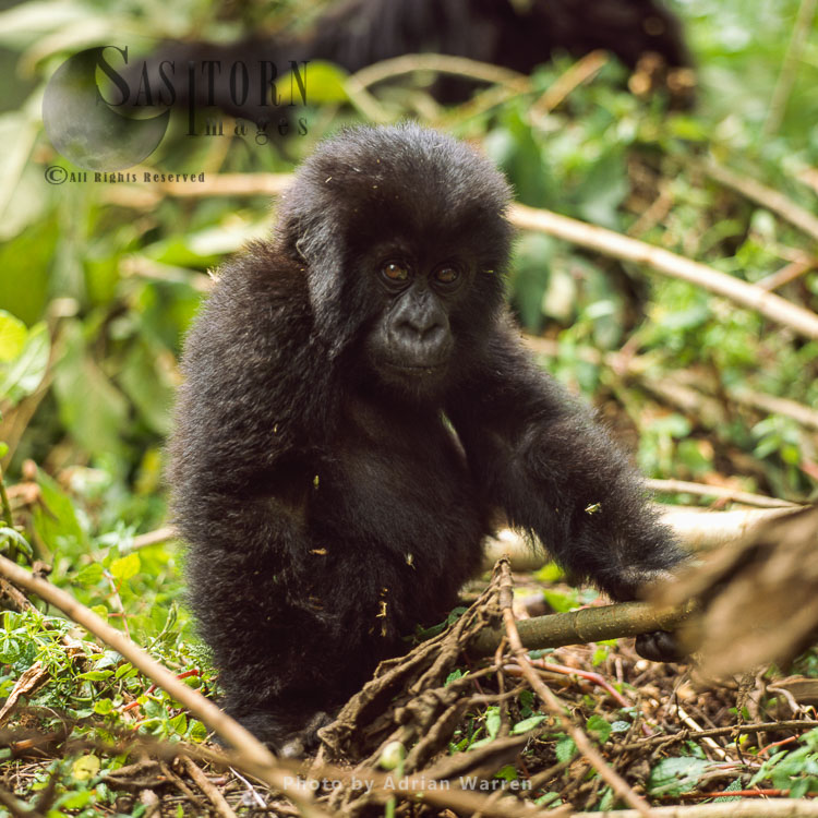 Mountain Gorilla (Gorilla g. beringei), juvenile (young) Virunga Volcanoes, Rwanda