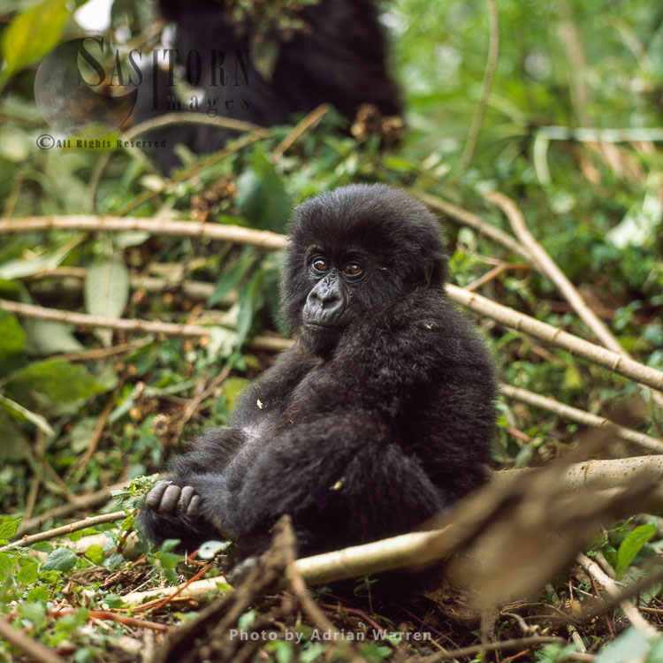 Mountain Gorilla (Gorilla g. beringei), juvenile (young) Virunga Volcanoes, Rwanda