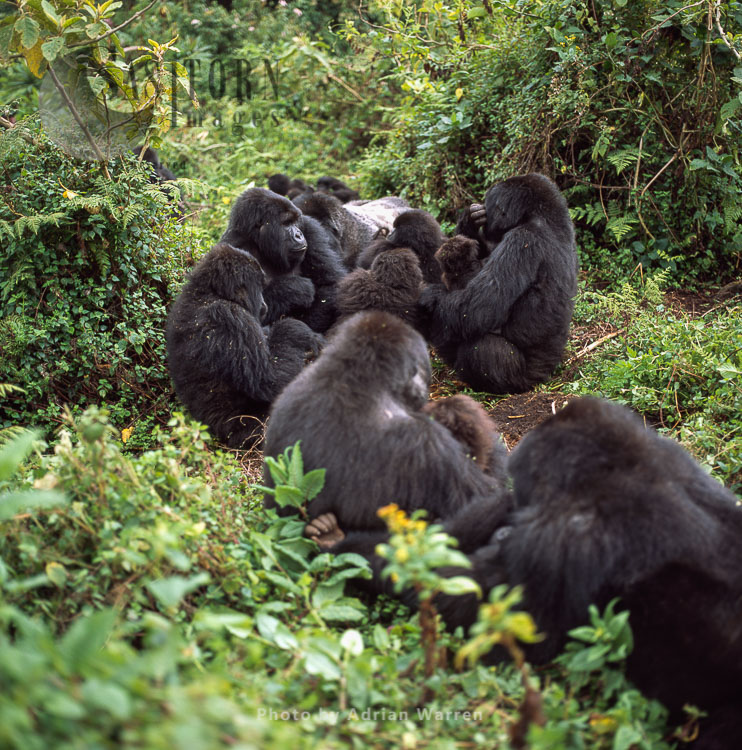 Mountain Gorillas, group resting with Silverback (Gorilla g. beringei), Rwanda