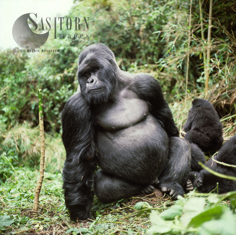 Ape: Mountain Gorilla (Gorilla g. beringei) -  'Imbaraga' Silverback male, Virunga Volcanoes, Rwanda
