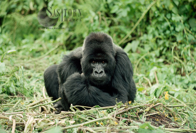 Ape: Mountain Gorilla (Gorilla g. beringei) - Silverback male, Virunga Volcanoes, Rwanda, Africa