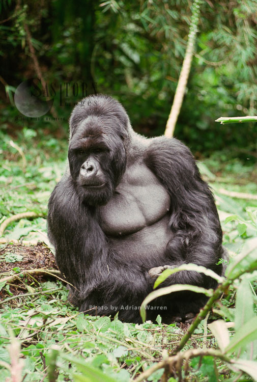 Ape: Mountain Gorilla (Gorilla g. beringei) -  'Imbaraga' Silverback male, Virunga Volcanoes, Rwanda