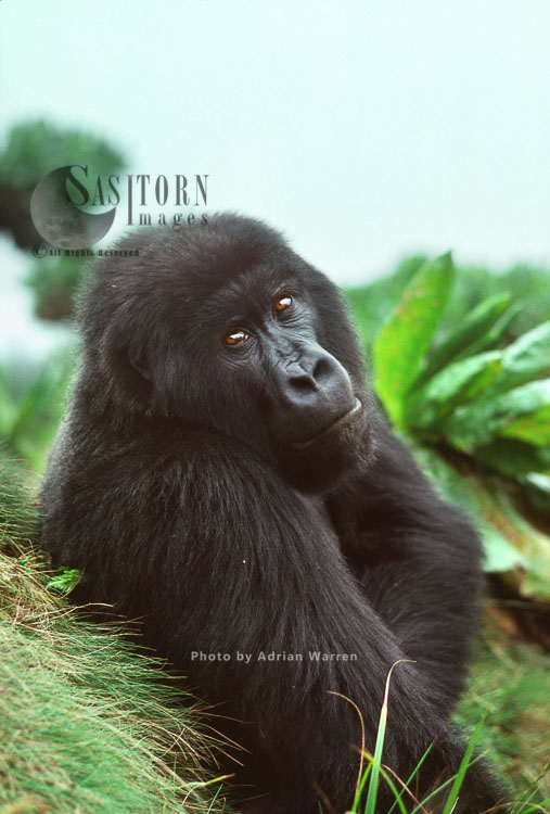Ape: Mountain Gorilla (Gorilla g. beringei) - Blackback  male, Virunga Volcanoes, Rwanda